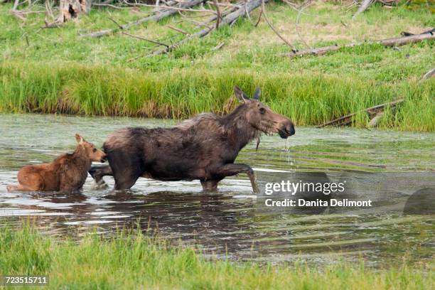 shiras moose (alces alces shirasi) cow with calf crossing river - a shiras moose stock-fotos und bilder