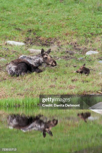 shiras moose (alces alces shirasi) cow with calf resting - a shiras moose stock pictures, royalty-free photos & images