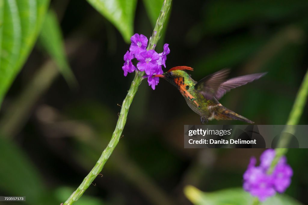 Tufted Coquette ( Lophomis Ornatus) feeding on flower, Trinidad, Trinidad and Tobago