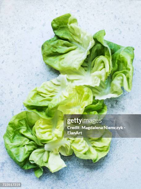 butterhead lettuce leaves - alface cabeça de manteiga imagens e fotografias de stock