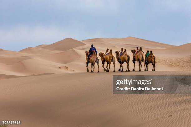 camel caravan in dunes, gobi desert, mongolia - bactrian camel stock pictures, royalty-free photos & images