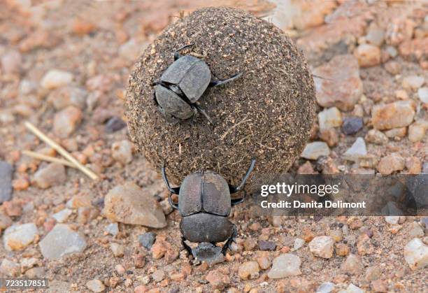 pair of dung beetles (scarabaeus pius) rolling dung ball, male is below pushing ball, serengeti, tanzania, africa - scarab beetle stock pictures, royalty-free photos & images