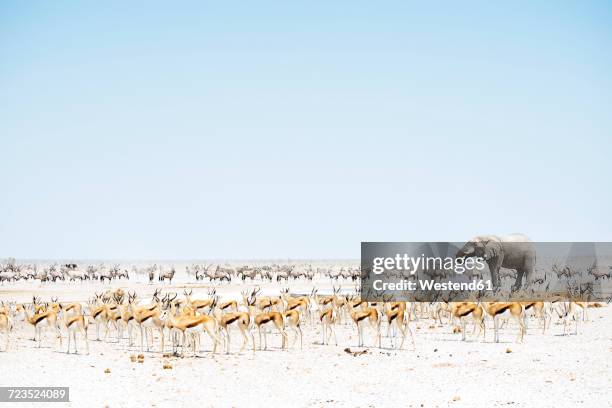 namibia, etosha national park, elephant surrounded by springboks and oryx - etosha nationaal park stockfoto's en -beelden