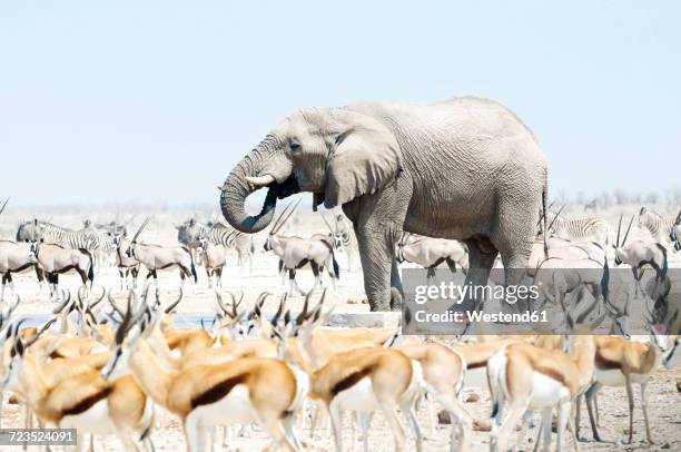 namibia, etosha national park, elephant surrounded by springboks, oryx and zebras - etosha nationaal park stockfoto's en -beelden
