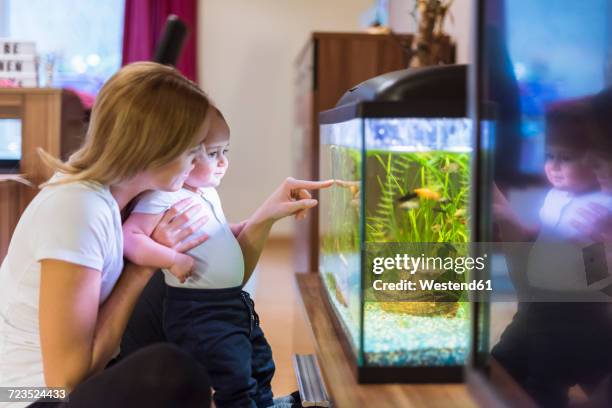 mother and baby son looking at aquarium - aquarium home stock-fotos und bilder