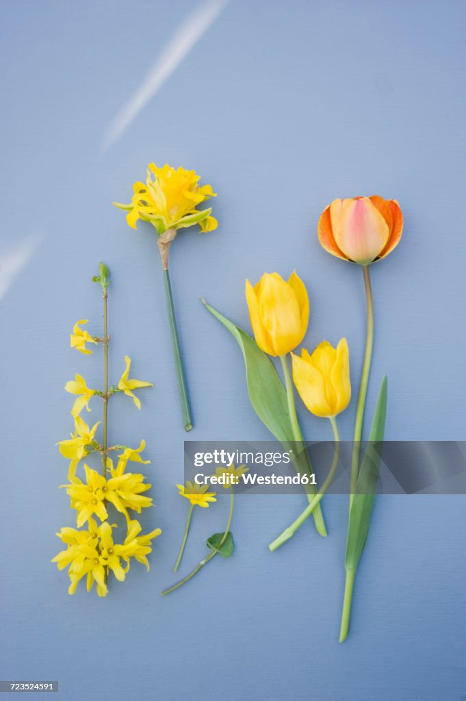 Forsythia, daffodil and tulips