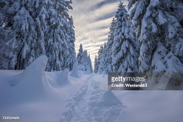 germany, lower saxony, harz national park, winter landscape - deutschland wald winter stock-fotos und bilder