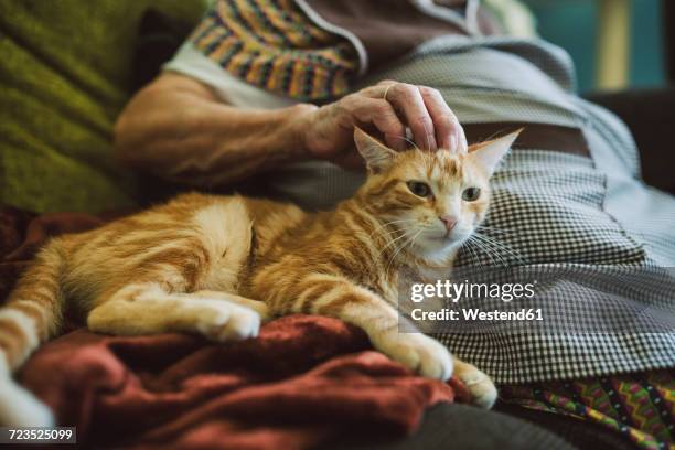 hand of senior woman stroking tabby cat - old woman cat stock-fotos und bilder