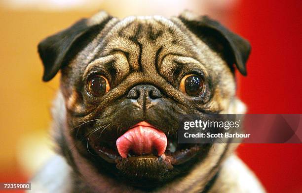 Pete' the Pug competes during the 102nd Crufts dog show on March 13, 2005 in Birmingham, England. Over 23,000 top pedigree dogs from around the world...