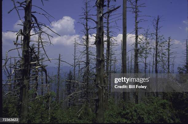 Grove of trees that have been destroyed by air pollution on the Blue Ridge Parkway near the Great Smoky Mountains National Park.