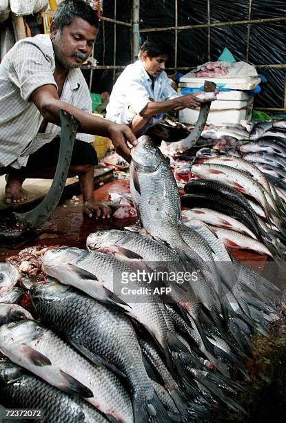 An Indian fish trader arranges a basket of fish in front of potential customers at the local fish market in Siliguri, 03 November, 2006. Fishing...