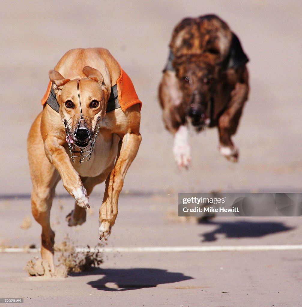 Greyhound Racing