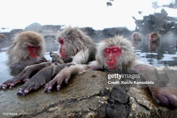 Japanese macaque monkeys enjoy sitting in the hot springs at Jigokudani-Onsen on January 23, 2005 in Jigokudani, Nagano-Prefecture, Japan. Japanese...