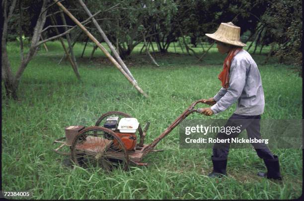 Laborer on rice farm using grass cutter powered by locally manufactured Honda engine.
