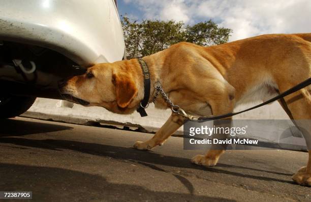 Spenser, a drug-sniffing yellow lab, follows close to a car entering the U.S. From Mexico after catching the scent of a substance hidden inside that...