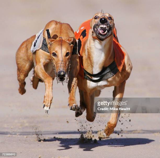 Davlyn Alma wins from She Bo Lochin during the first race at the Brighton and Hove greyhound stadium on October 6, 2004 in Brighton, England.