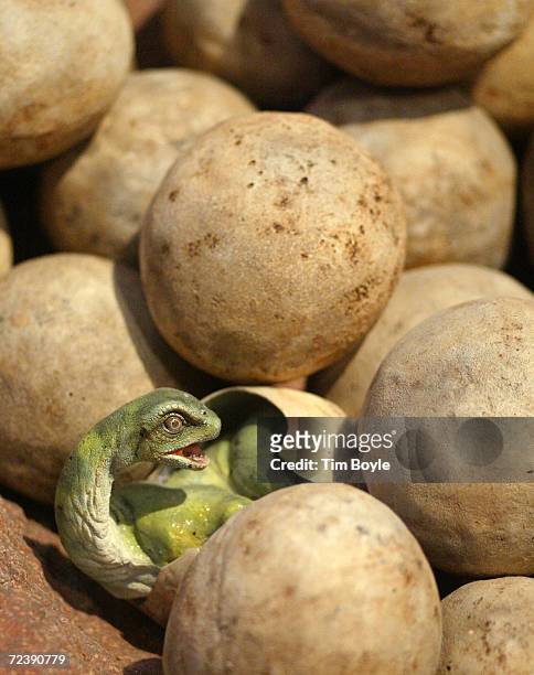 Model of a hatching baby sauropod is part of the exhibit titled "Tiniest Giants: Discovering Dinosaur Eggs"March 12, 2002 at the Field Museum in...