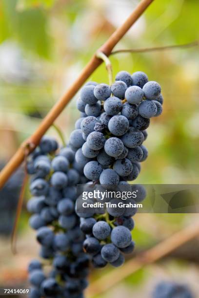 Cabernet Sauvignon grapes grow in the Pepper Tree Winery, Hunter Valley, Australia.