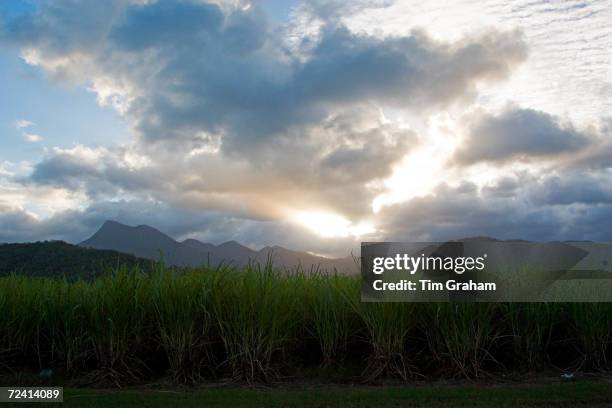 Sugar cane fields with Mount Demi in the background, Queensland, Australia.