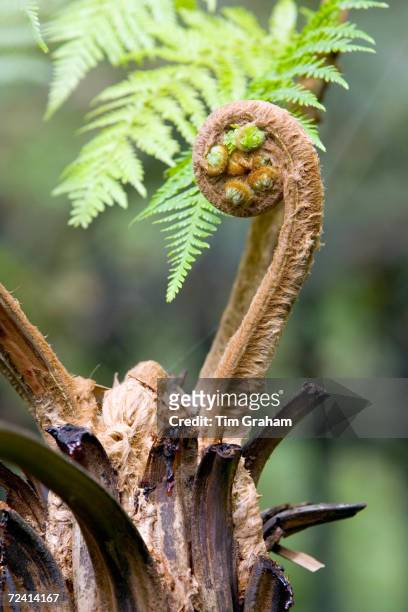 Young frond fern unrolls in the Royal Botanical Gardens, Sydney, Australia.