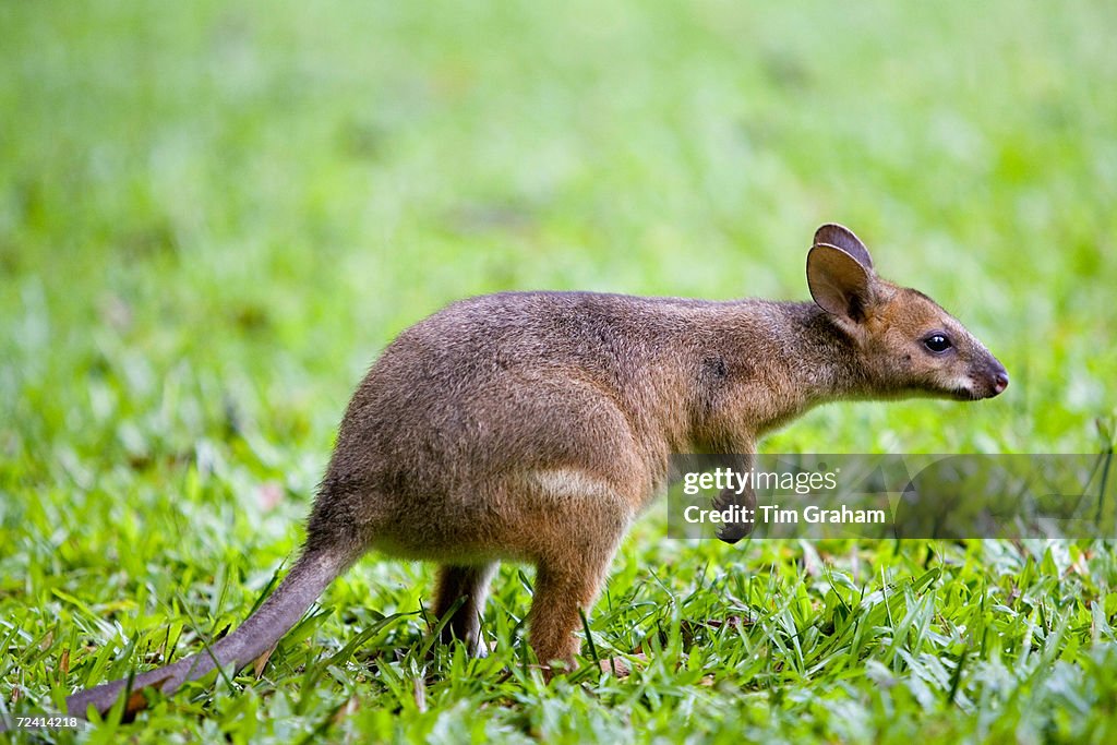 Red-legged Pademelon, Australia