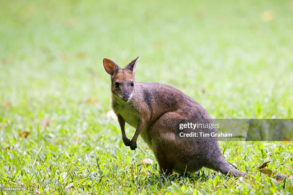 Red-legged Pademelon, Australia