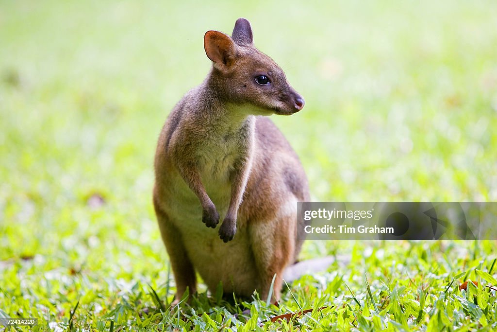 Red-legged Pademelon, Australia