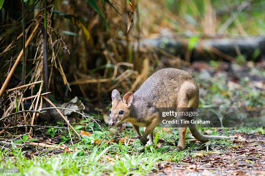 Red-legged Pademelon, Australia