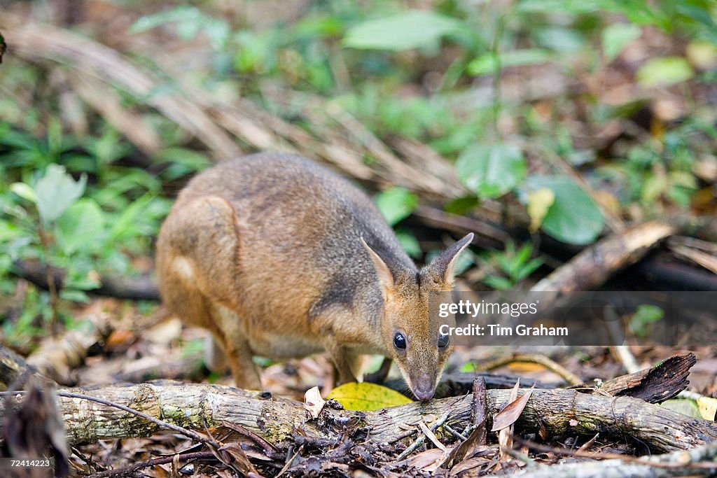 Red-legged Pademelon, Australia