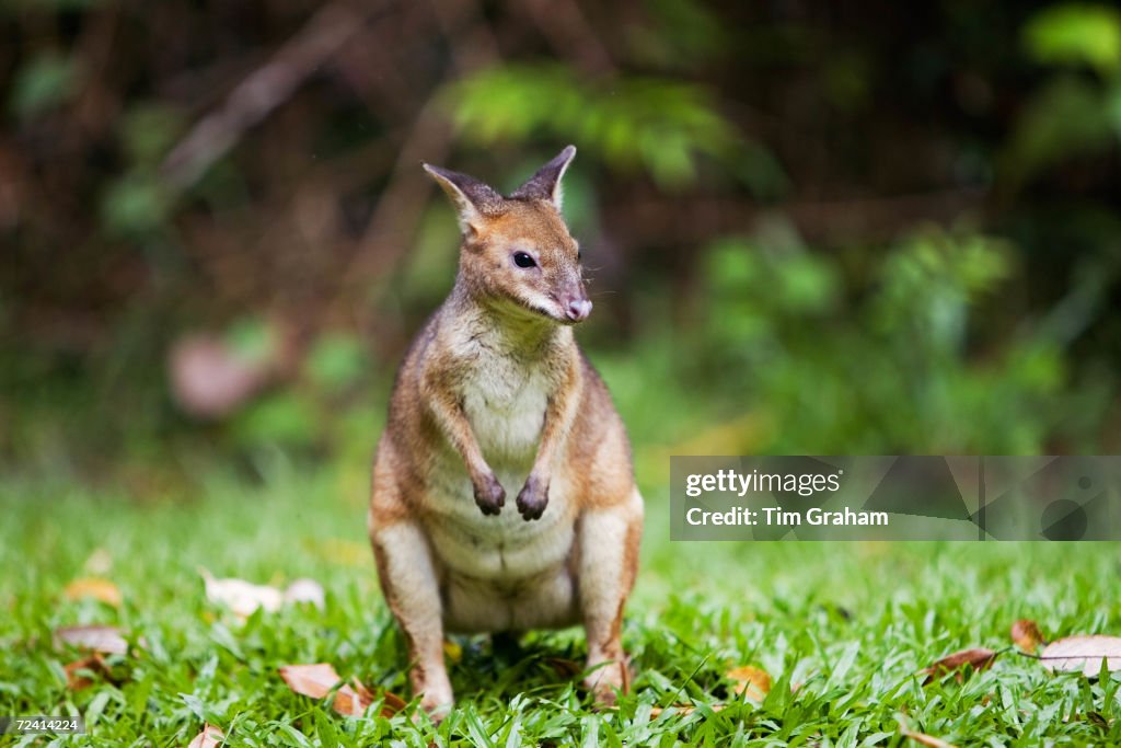 Red-legged Pademelon, Australia