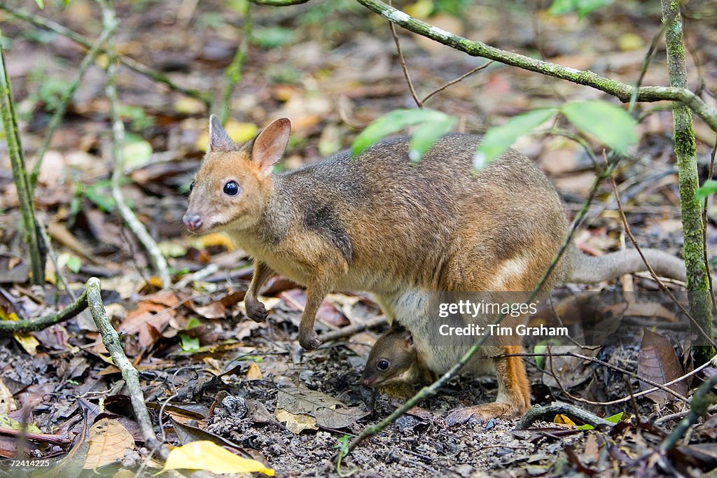 Red-legged Pademelon, Australia