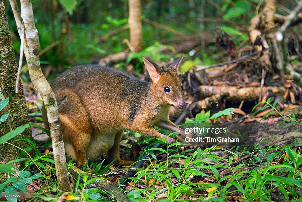 Red-legged Pademelon, Australia