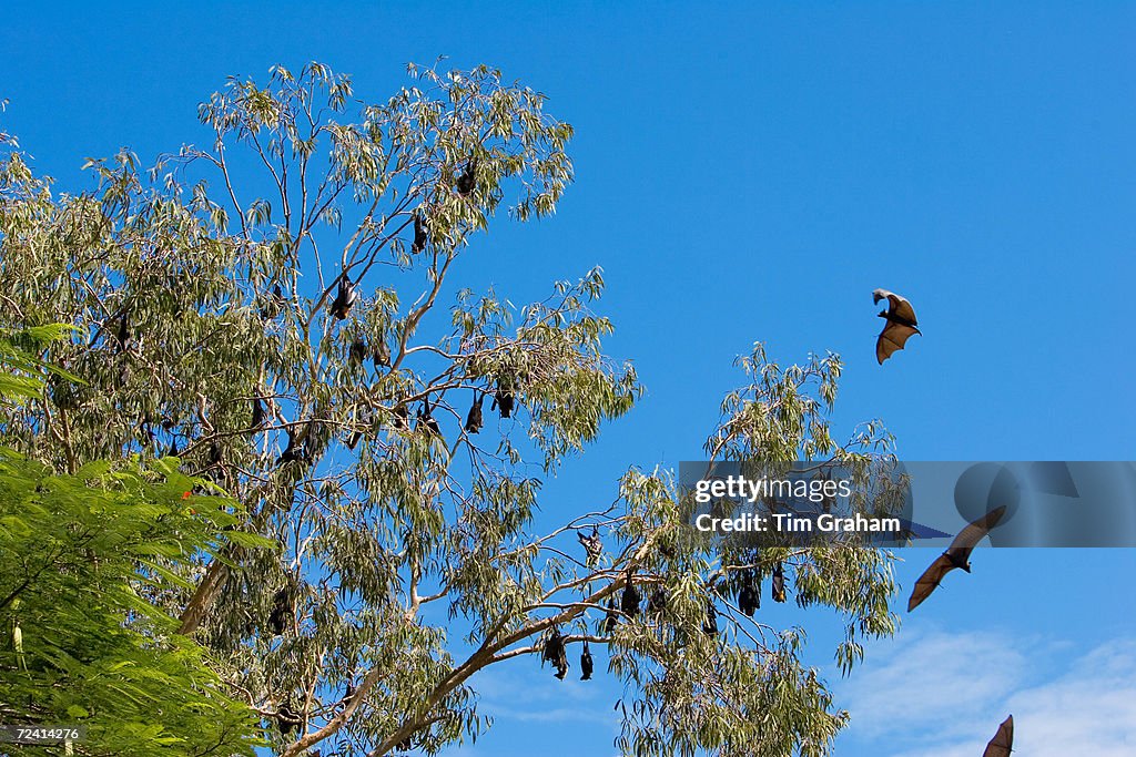 Spectacled Flying Fox Bats, Australia