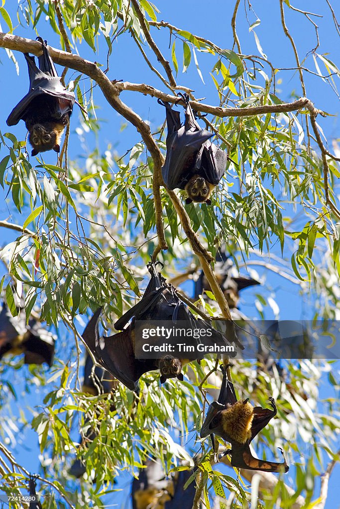 Spectacled Flying Fox Bats, Australia