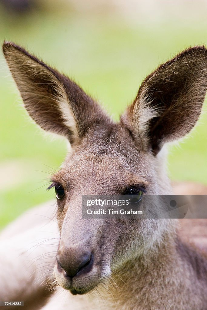 Antilopine Wallaroo, Australia