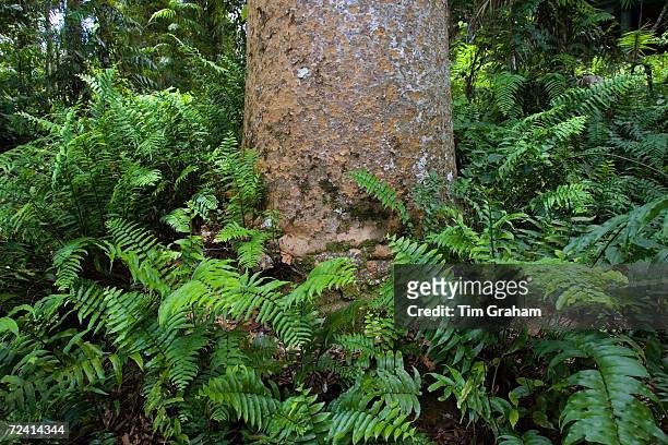 Fishbone ferns growing at base of Kauri Pine tree, Barron Gorge National Park, Queensland, Australia.