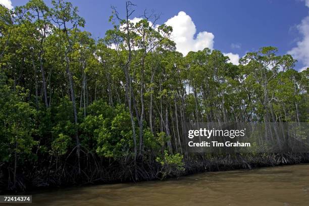 Mangrove trees in the shallows of the Mossman River estuary, Daintree, Australia.