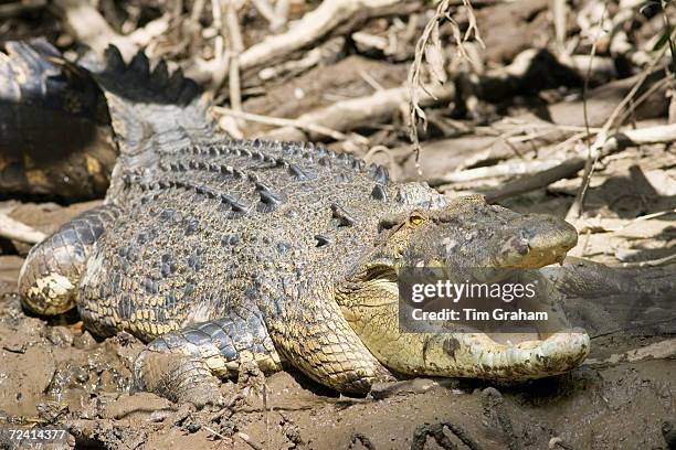 Crocodile in muddy shallows of the Mossman River, Daintree, Australia.