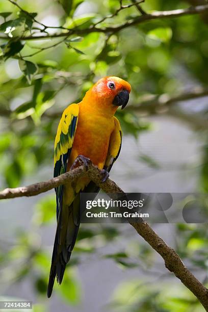 Sun Conure parrot perched on a branch, Queensland, Australia.