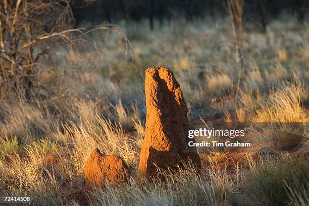 Termite mound at Simpson's Gap, West Madonnell Mountain Range, Australia.