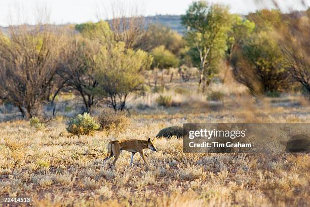 Dingo at Simpson's Gap, West Madonnell Mountain Range, Australia.