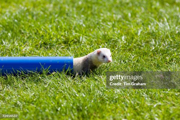 Ferret crawls through pipe at ferret racing event, Oxfordshire, United Kingdom.