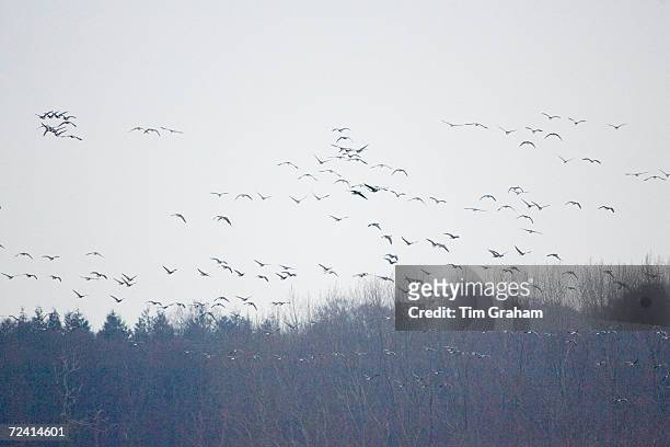 Pink-footed Geese migration, Holkham, Norfolk. Migrating birds could risk Avian Flu .