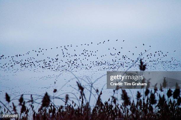 Pink-footed Geese migration, Holkham, Norfolk. Migrating birds could risk Avian Flu .