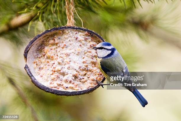 325 Tit Hang Stock Photos, High-Res Pictures, and Images - Getty
