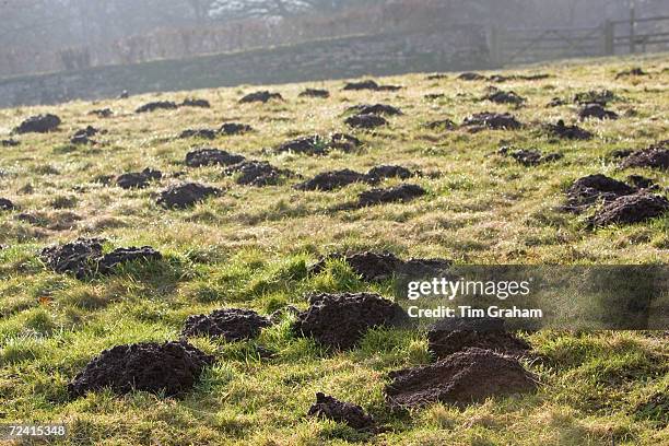 Mole hills, Gloucestershire, United Kingdom.