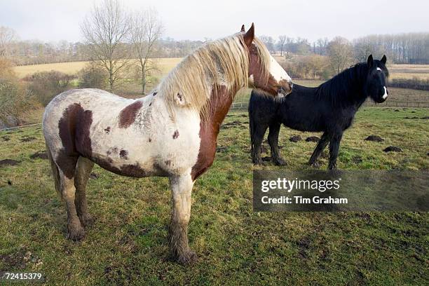 Horses in a muddy paddock, Gloucestershire, United Kingdom.