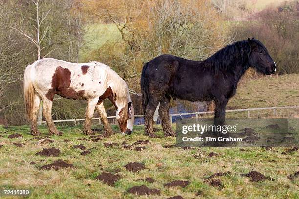 Horses in a paddock, Gloucestershire, United Kingdom.