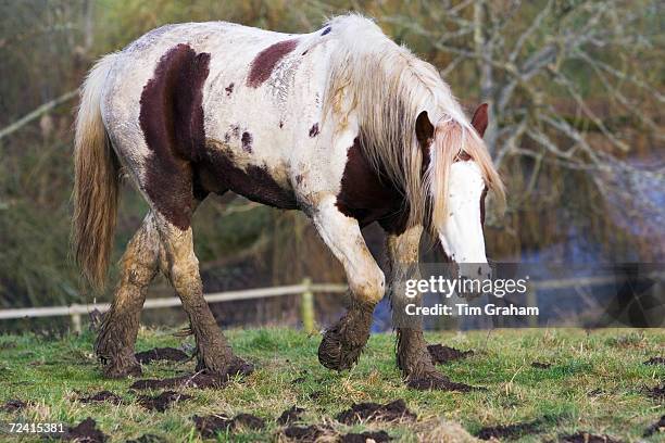 Skewbald horse in paddock, Gloucestershire, United Kingdom. In winter horses are at risk of mud fever.