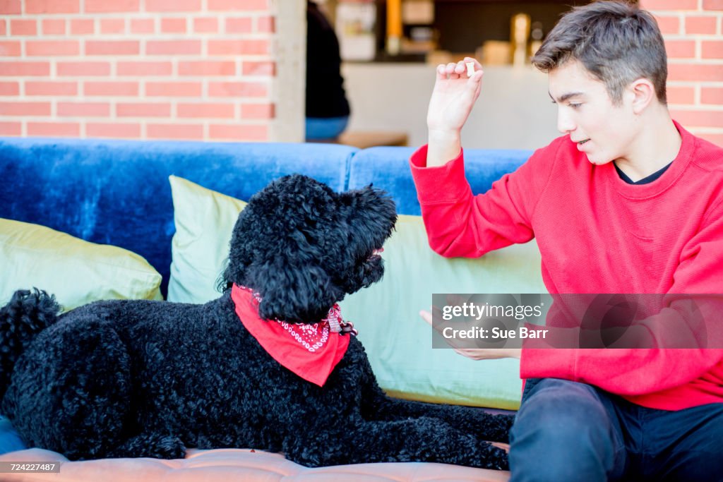 Teenage boy playing with pet dog on sofa